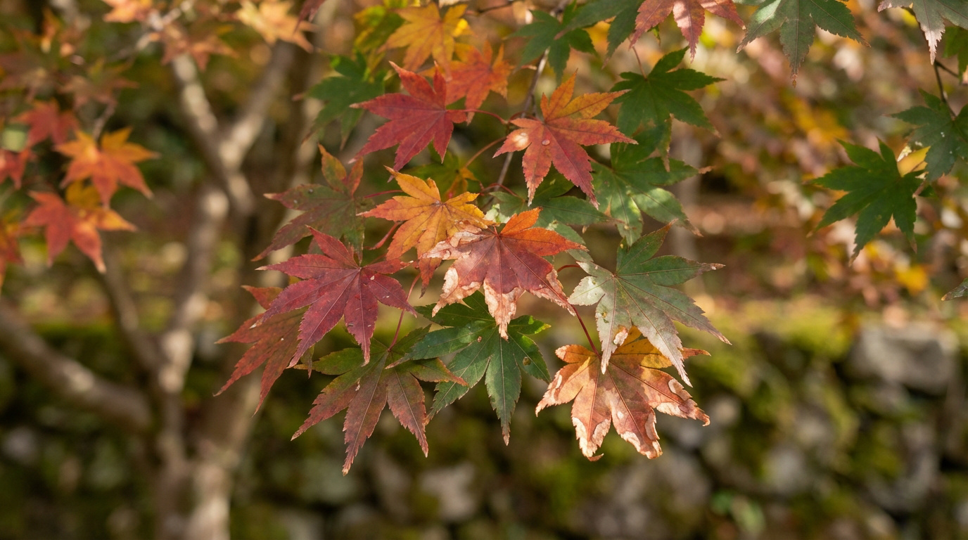 Gros plan sur des feuilles d'érable du Japon aux couleurs variées (rouge, orange, vert), certaines montrant des bords secs et bruns.